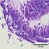 COMPARISON OF FUMAGILLIN AND NONOSZ AGAINST N. ceranae NOSEMOSIS OF THE HONEYBEE (Apis mellifera L.)