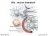 Glia - neuron interakció