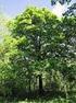 Házi berkenye (Sorbus domestica L.) és barkócaberkenye (Sorbus torminalis (L.) Crantz) populációk génmeg rzése a Magyar-középhegységben