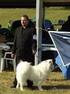 Samoyed Fiatal kan: Miklósfai Samojed Aldó (Teny: Nagy Barnabás, Tul: Seres Krisztián) - K1, HPJ