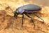 Coleoptera Bogarak rendje Adephaga Ragadozó bogarak alrendje