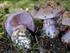 NÉGY RITKA CORTINARIUS FAJ (AGARICALES, BASIDIOMYCOTA) MAGYARORSZÁGRÓL