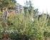 Fűvetés hatása a parlagfű (Ambrosia artemisiifolia L.) tömegességére egy tiszaalpári fiatal parlagon