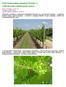 Szőlő növényvédelmi előrejelzés ( ) a Móri Borvidék szőlőtermesztői számára