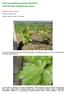 Szőlő növényvédelmi előrejelzés ( ) a Móri Borvidék szőlőtermesztői számára