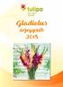 Gladiolus árjegyzék 2018