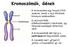 Kromoszómák, Gének centromer