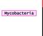 M. TUBERCULOSIS M. AVIUM-NTRACELLULARE M. SCROFULACEUM MYCOBACTERIOSIS M. SMEGMATIS - APATOGÉN M. LEPRAE: LEPRA