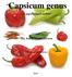 Capsicum genus. Dr. habil. Lantos Ferenc. A paprika fajok eredete szerkesztette: ISBN