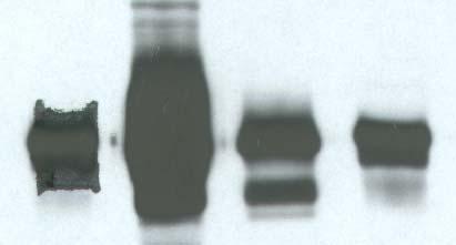 1: nem iszkémiás kontrol; 2: iszkémiás/reperfundált, nem fibrillált miokardium; 3: iszkémiás/reperfundált fibrillált miokardium; 4: iszkémiás/reperfundált, ZnPPIX-el