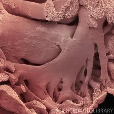 ATRIUM DEXTRUM AURICULA DEXTRA (jobb fülcse) vak tasak aortára mutat mm.