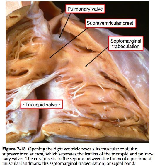 com/pedscards-com/cardiologynotes/normal-cardiac-anatomy 'Y' (yellow lines):