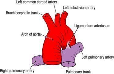 right ventricle 4.conus arteriosus 5.pulmonary artery 6.