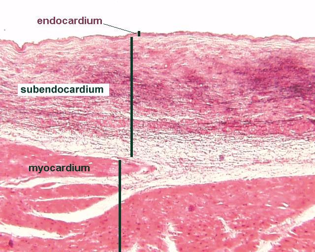 ENDOCARDIUM szív üregét béleli beborítja a papilláris izmokat, trabeculae carneaet és a chordae tendineaet FELÉPĺTÉS: egyrétegű laphám endothel subendocardiumban az ingerület vezető rendszer halad