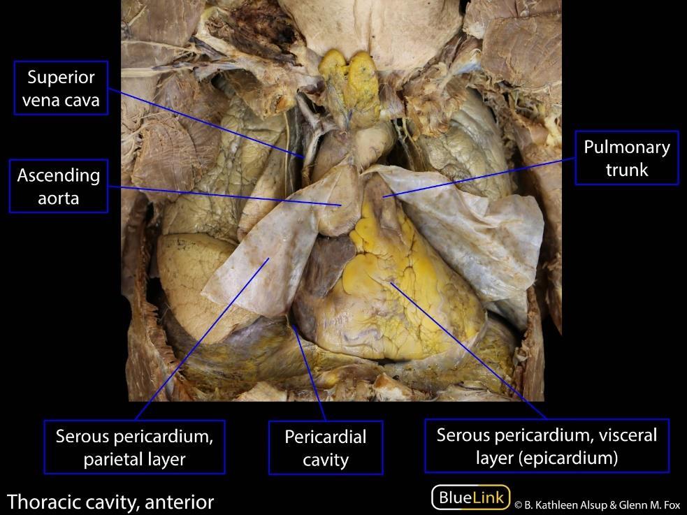 PERICARDIUM (SZĺVBUROK) savós hártya 1. PERICARDIUM SEROSUM (EPICARDIUM) 2. PERICARDIUM FIBROSUM humán https://sites.google.