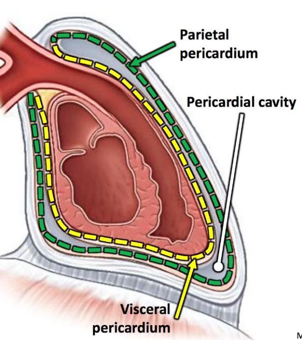 edu/bluelink/curricula/first-year-medical-curriculum/sequence-2-