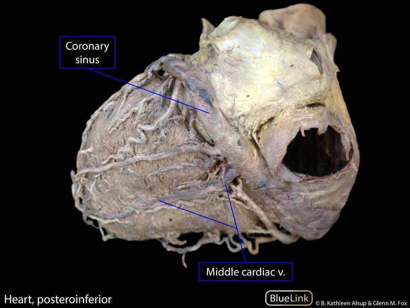 http://healthyheartsundar.blogspot.com/2011/03/anatomy-of-heart.html https://sites.