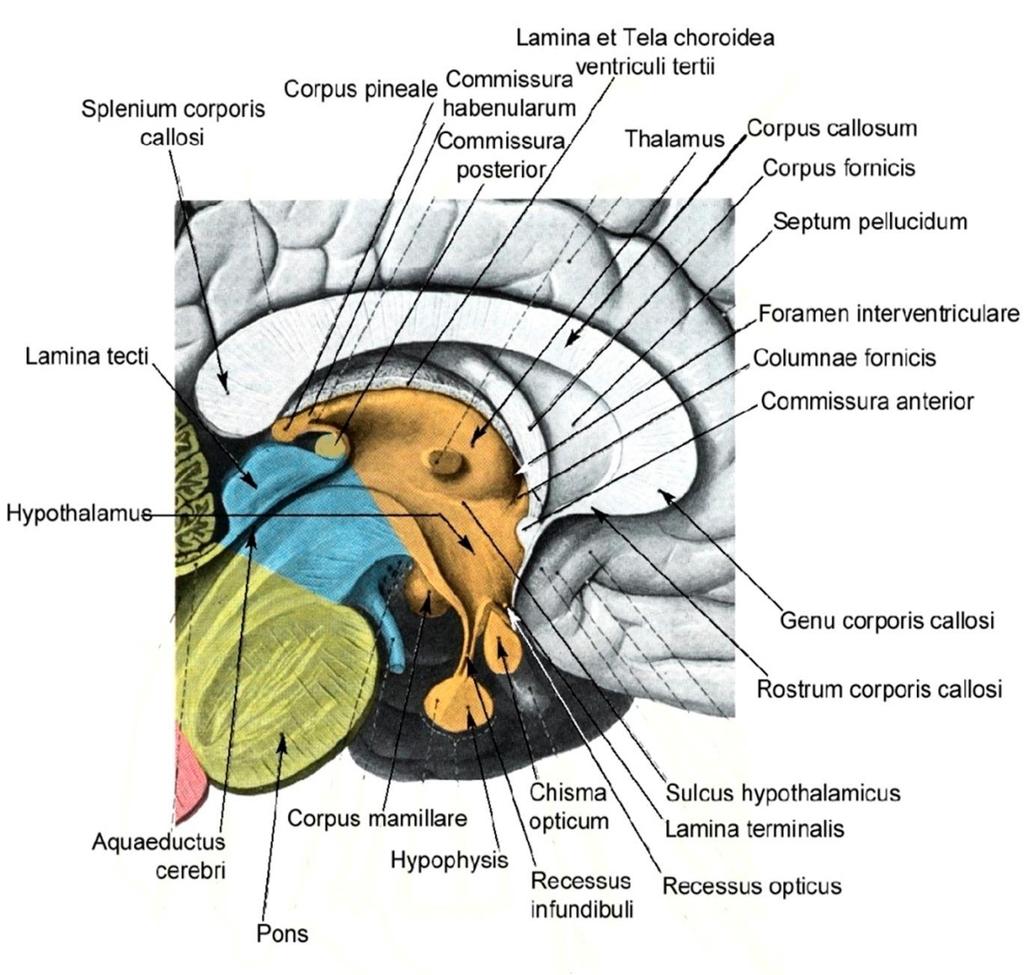 A diencephalon részei Thalamus Epithalamus corpus pineale habenulae trigonum habenulae nuclei habenulae commissura habenularum striae medullaris