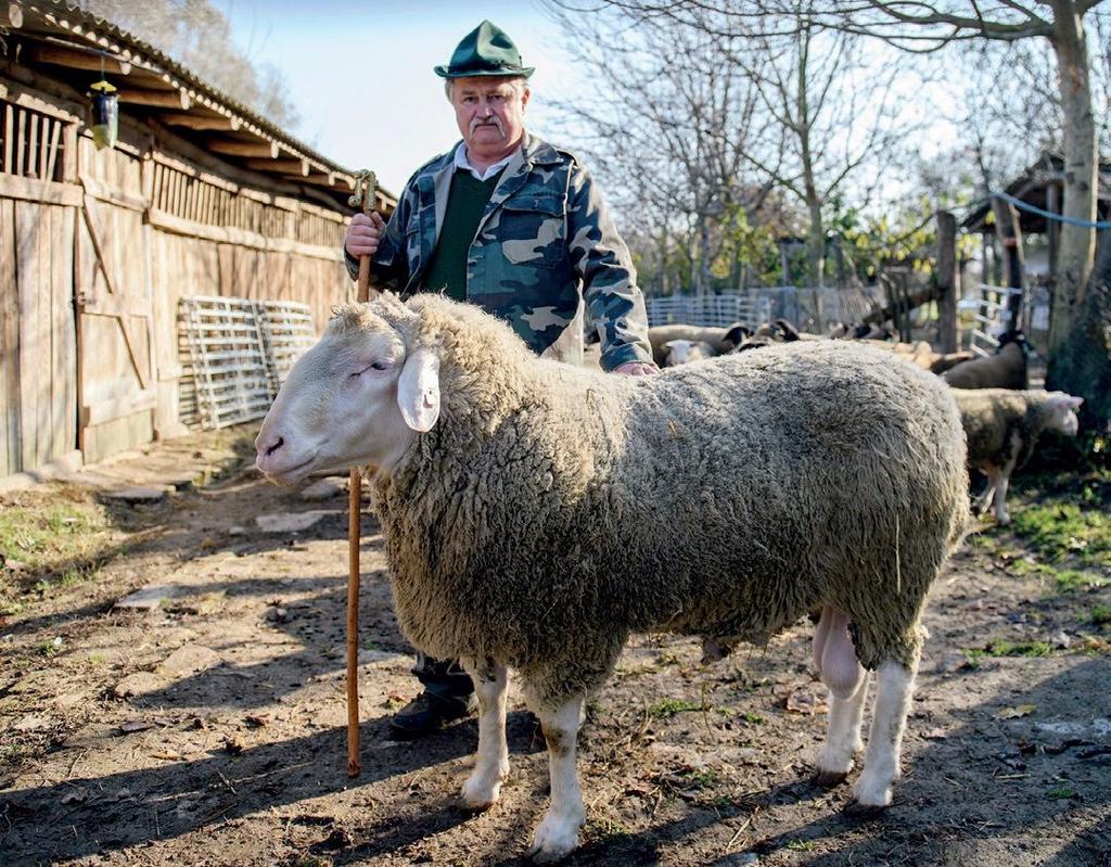 A bárányok nagy súlygyarapodásra képesek, az egyik legintenzívebben növekvő fajta, ezért szeretik a vágóbárány előállító juhászatokban.