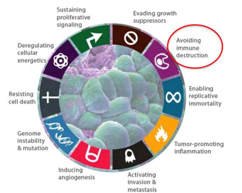 Hanahan D, Weinberg RA. Cell.