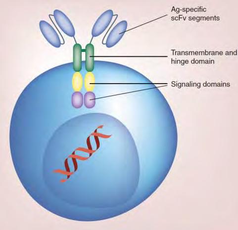 Chimeric antigen receptor T cell construct: (CAR-T) Genetikailag modifikált, páciens saját (autolog) T sejtje Ag specifikus extracellularis konstrukt (B sejt receptorból pl.