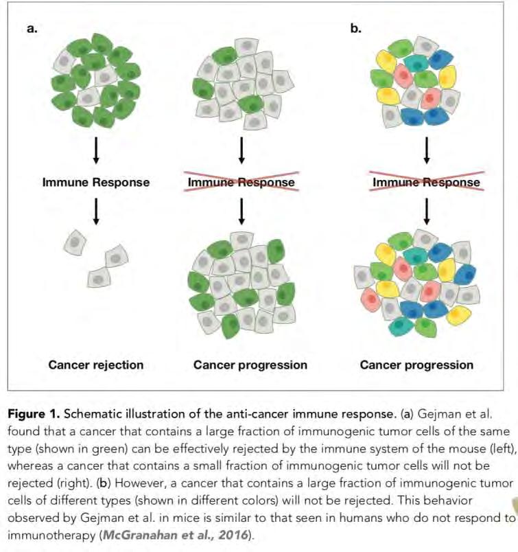 Az immunrendszer csak akkor képes észlelni egy daganatot és azt elpusztítani, ha egy bizonyos számú sejt ugyanazon immunogenikus peptidekkel rendelkezik.