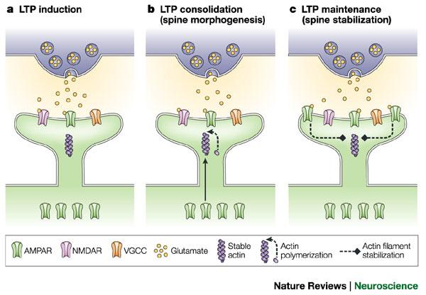 LTP/LTD/synaptogenesis 53 A