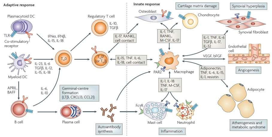 Citokin-hálózatok RA-ban McInnes