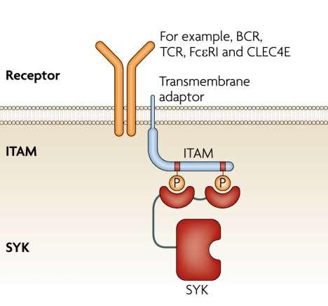 Syk: Egy hemopoetikus-specifikus kináz Számos receptor jelátvitele TCR, BCR, FcR integrinek, C-típusú lektinek,