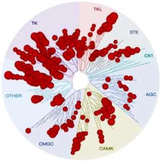 A tofacitinib és a