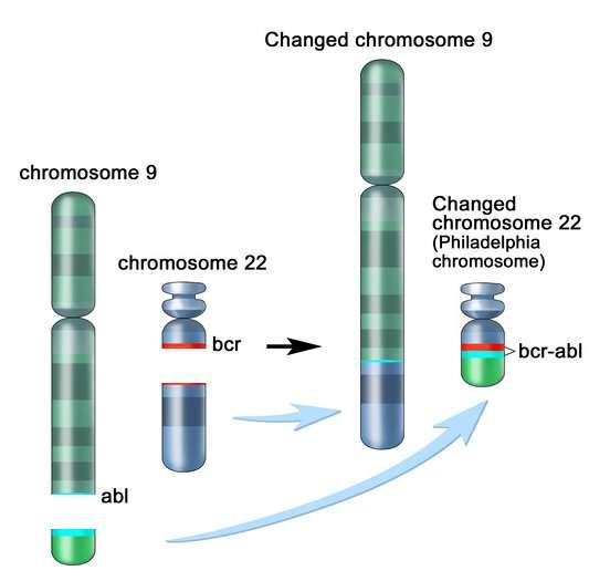 A Gleevec története Imatinib Chronic