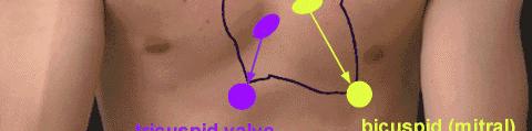 close to the sternum Aortic area right second intercostal