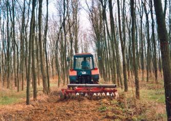 Termõhely: Duna-Tisza közi homokhátság szárazadottságú humuszszegény (0,47%) homoktalaj (6,5 AK/ha) Kor: 24 év Átlagos faméret: h 20 m d 1,3 24 cm N 550 db/ha Bruttó növedék: 15,6 m 3
