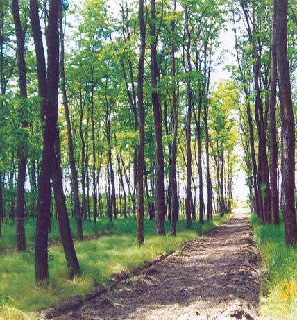 772 Ft) Fanövedékérték 265 640 Ft/év/ha 5,3 t malmi búza A 2014 2020 erdészeti pályázatban az erdõtelepítések és fásítások mellett megjelent az iparifa-ültetvénytelepítés, ami nem jár