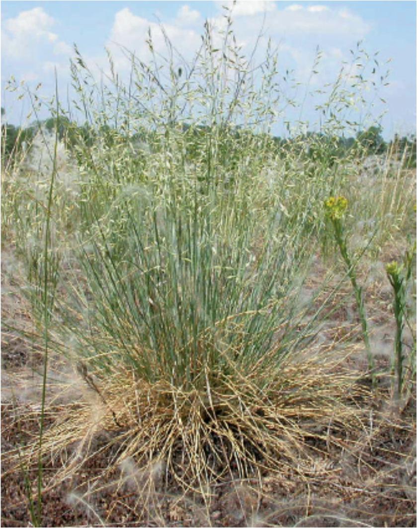 4-5. kép: A nyílt homokpusztagyep két domináns pázsitfűfaja, a Festuca vaginata (balra) és a Stipa borysthenica (jobbra). Kovács-Láng et al. (2008) munkájából. III.1.3.
