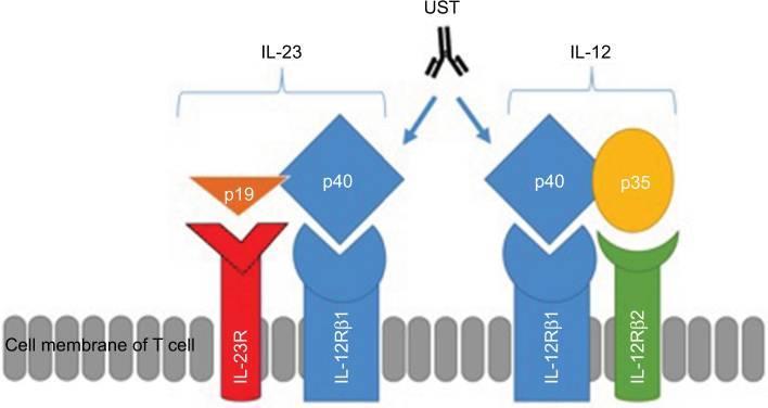 Az IL12/IL-23 útvonal ustekinumab (Stelara ) Structures of IL-12 and IL-23, their receptors and the site of action of UST.