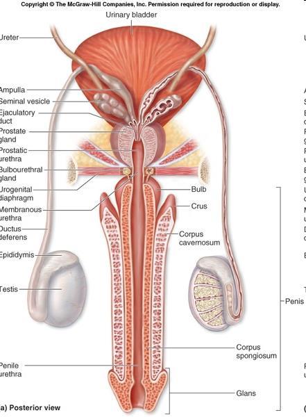 2. ejectio mechanoreceptorokból kiinduló gv-i reflex SY NA és ATP vas deferens kontrakció; prostata és vesicula seminalis kontrakció Emisszió a prox. urethrába folyadék az urethrában d.