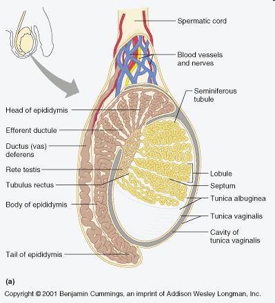 Here anatómiája ductuli efferentes ondóvezeték rete testis Herecsatornácskák tubuli seminiferi Scrotum Bőr, bőr alatti kötőszövet