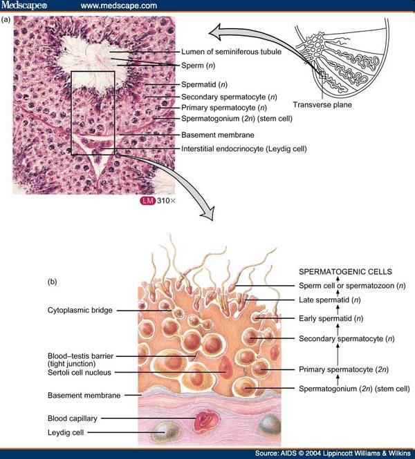 I. Nemi differenciálódás II. Férfi nemi szervek III. Androgének, endokrin kontrol IV. Spermatogenezis V.