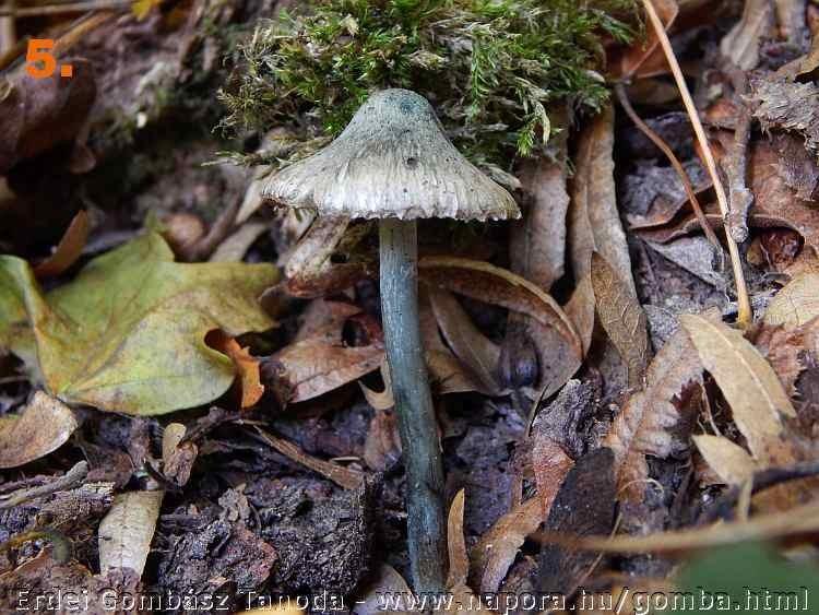 II. Amanita verna kontra Amanita verna var. decipiens * Korábban írtam (2015. június 09.