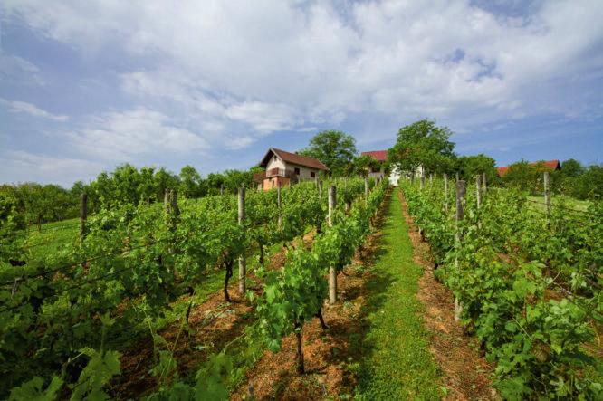 VINARIJE PINCÉSZETEK WINERIES Vinska cesta Virovitički vidici, kao i pripadajući objekti, nalazi se na prostorima vinorodnih područja prigradskih naselja i to na dijelovima Bilogore gdje je