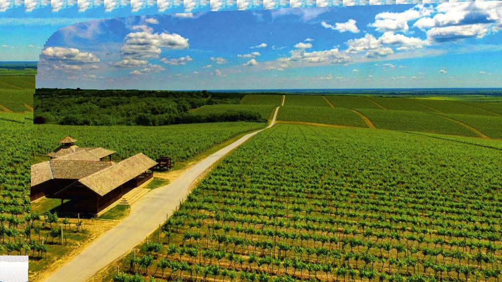 Feričanačko vinogorje najviše utjecaja na razvoj feričanačkog vinogradarstva imali su cisterciti i fratri iz Našica. Podrum je u Feričancima izgrađen 1804.
