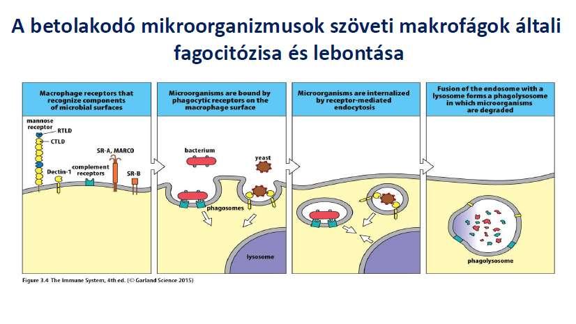 A szervezetbe jutó baktériumok (mikrobák) fagocitózisa