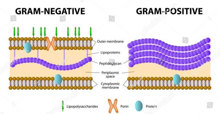 Különbségek a Gram+ és a Gram- baktérium fala között