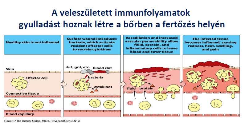 A veleszületett immunfolyamatok