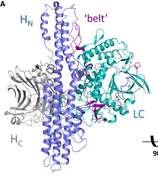 Tetanusztoxin: izomgörcsöt okoz, a