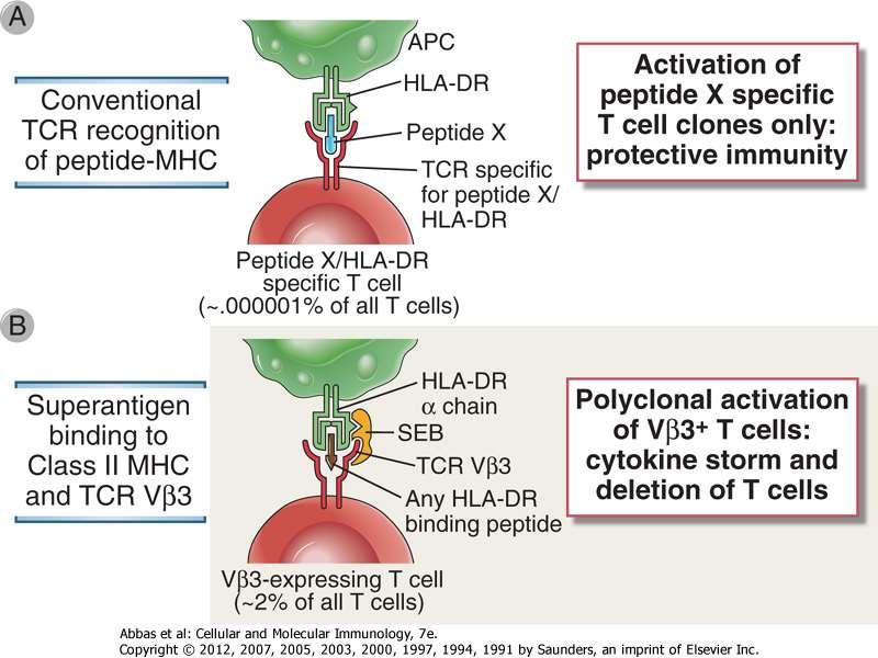 A szuperantigének poliklonális T-sejt aktivációt okoznak A szuperantigének az MHCII molekulák