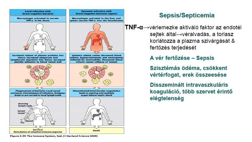 Szepszis (vérmérgezés) kialakulása A vérbe kerülő Gram- baktérium aktiválja a máj és a lép