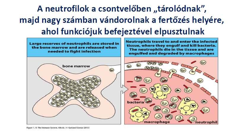 A neutrofilek megfelelő inger hatására a csontvelőből vándorolnak a