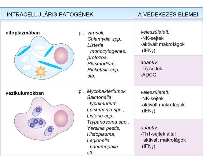 17.3. ábra A sejten belül élő és szaporodó